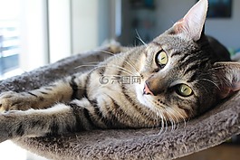猫,小猫,只灰色的猫