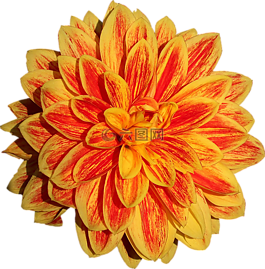 大丽花,花,橙色