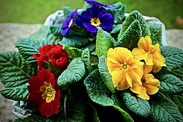 黃花九輪草,春,葉