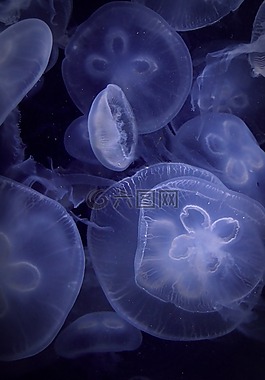 水母,水族館,藍(lán)色