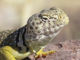 動物,爬行動物,沙漠