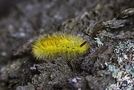 石,黄色,蠕虫