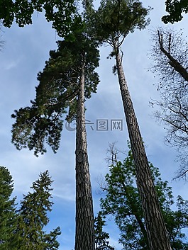 樹,性質(zhì),盛大