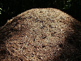螞蟻山,steinbachtal,德國