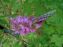 鮮花,性質(zhì),宏