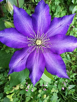 clematita,花,鮮花