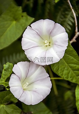 花,花的,離開(kāi)