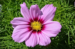 開花,花,春天