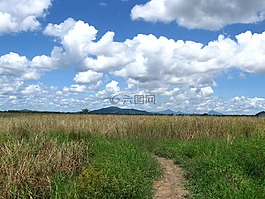 原野,草,景觀