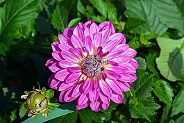 開花,花,春天