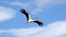 飞,天空,云