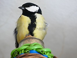 山雀,休息,上