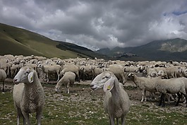 羊,牧場,sibillini