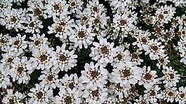 鮮花,白,花園