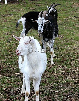 山羊,生物,牲畜