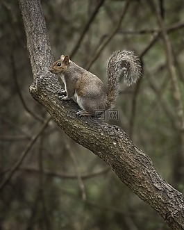 野生動物,樹,自然