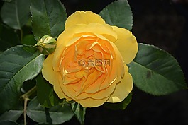 玫瑰,開(kāi)花,黃色