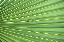 葉,植物區(qū)系,增長