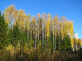 藍(lán)色的天空,森林,樺木