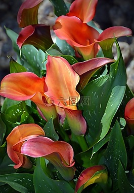 開花,馬蹄蓮,花