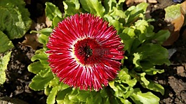 花,花園,鮮花