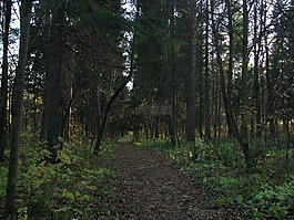 森林,路,沉默