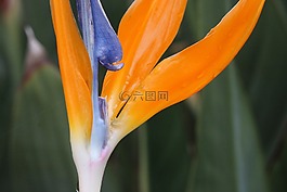 橙色,粉红色,花卉