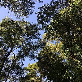 樹,天空,藍