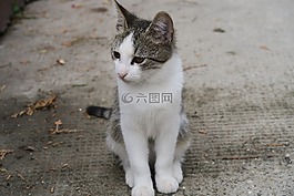 猫,动物,毛茸茸