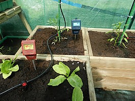 種植,溫室,生菜