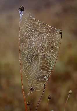 蜘蛛網(wǎng),濕,鉤