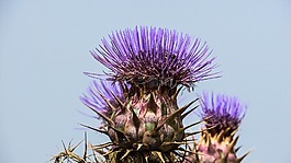 cardoon,花,紫色