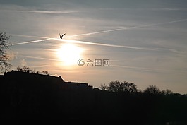 日落,鳥類,飛