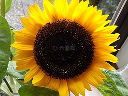 太阳花,复合材料,黄色