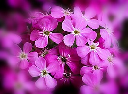 鮮花,粉紅色,廠(chǎng)