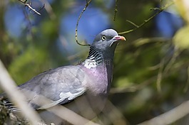 鴿子,鳥,野生動物