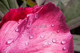 牡丹,花,性質(zhì)