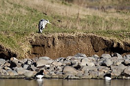 鷺,釣魚,鳥