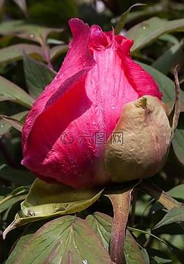 牡丹,開(kāi)花,花