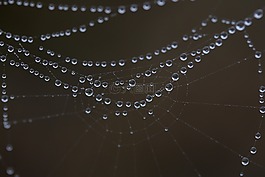 蜘蛛網(wǎng),濕,鉤