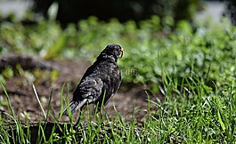 歐椋鳥,鳥,性質
