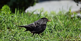 歐椋鳥,蠕蟲,草