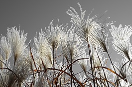 草,灰色,高大