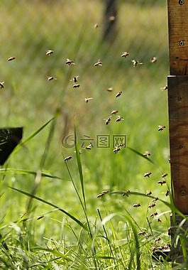 蜜蜂,蜂箱,飛