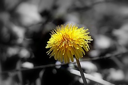 蒲公英,花,野生動植物群