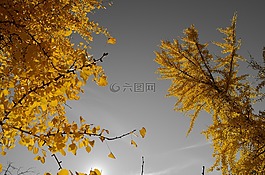 樹,葉子,天空