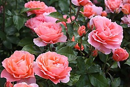 玫瑰,粉紅色,花園