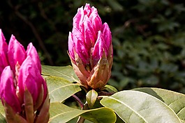 杜鹃,traub 笔记,doldentraub