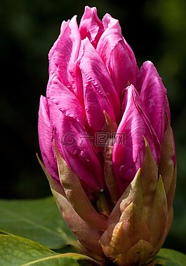杜鹃,traub 笔记,doldentraub