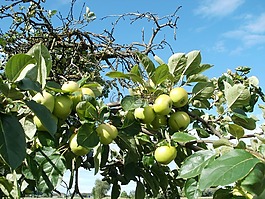 蘋果,樹,果園